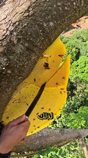 Why Do Beekeepers Throw Away Part of the Hive? #shortvideo