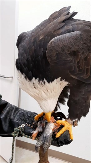 Have you ever wondered if the Bald Eagle you are looking at is male or female? Visually, they look identical, but as with most raptors, the female is larger (heavier and bigger) than the male. Sometimes this is clearly visible in a pair, when you see both together at the nest, but there is not always a definite, clear separation of the sexes based upon size and weight. For example, the largest northern male eagle may be as big as or even bigger than the smallest southern female. The only 100% ac