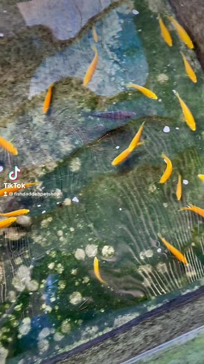 Our little breeding project. 😀 #yellowprince #yellowlab #cichlid | FD Petshop