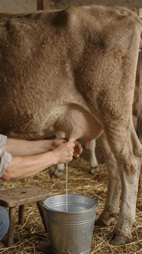​Cow Milking Secrets You Didn't Know! 🥛 Dairy Farm Life #Shorts #viral #vanlife #shorts #viral