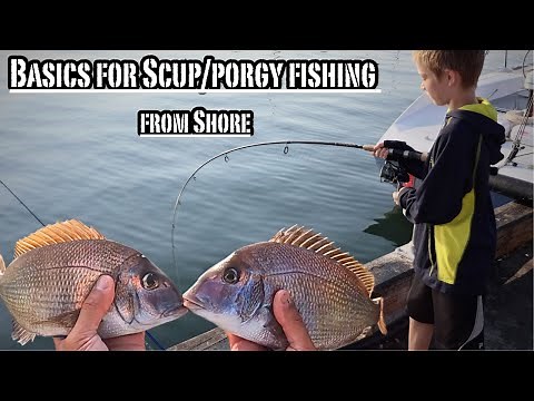 How to Catch Scup / Porgy from Shore Made Easy