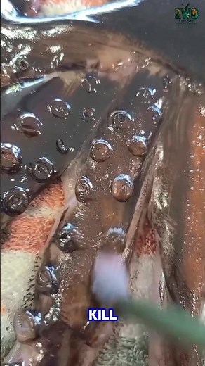 Gyotaku: The Ancient Japanese Art of Printing Fish 🎨🐟. #documentary#usashorts#fyp