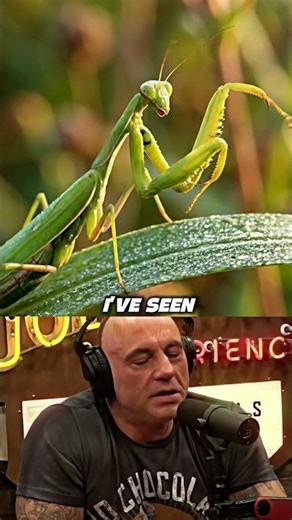 Joe Rogaan: If This Insect Was Big, We’d All Be Dead 🦗💀