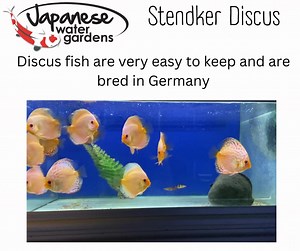 Brighten up your fish tank with these beautiful Stendker Discus | Japanese Water Gardens | Facebook