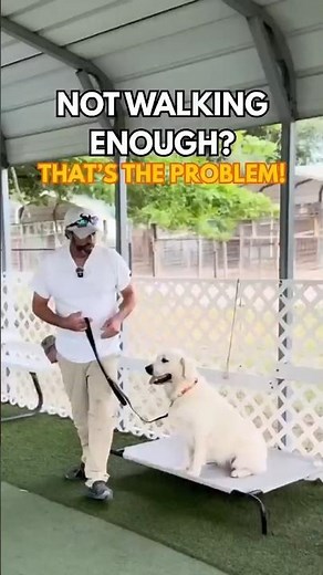 "Fix Anxious Dogs with Better Walks: Structured Dog Walking for Calmness "