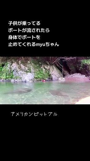 #pitbull #ピットブル #アメリカンピットブル #犬のいる生活 #americanpitbullterrier #americanpitbul #いぬのいる暮らし #犬好きと繋がりたい