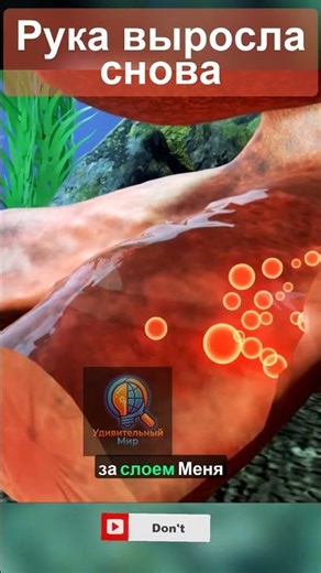 Осьминог отрастил руку заново. Вот как это работает