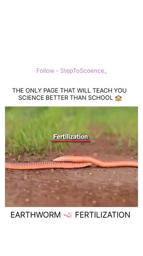 StepToScience on Instagram: "🪱 Earthworm Reproduction Explained 🪱 Earthworms are hermaphrodites, meaning each worm has both male and female reproductive organs 🔄 💞 Mating Process Two earthworms align ventrally (belly to belly) They exchange sperm 🤝 Each worm stores the received sperm in a special sac 🧬 🥚 Fertilization Later, the clitellum (a thick band on the body) secretes a mucus ring 💍 This ring moves forward, collecting eggs 🥚 and the stored sperm Fertilization happens inside this m