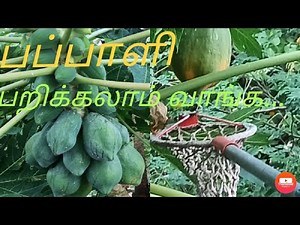 How to use fruit picker in papaya tree