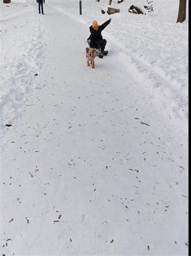 Юна їздова собачка на санях у зимовій казці