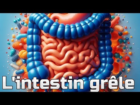 The small intestine and its functions