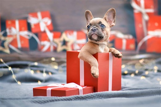 Considering a Puppy for a Christmas Present? Read This First