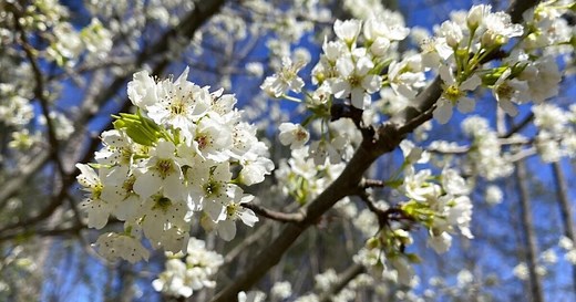 Callery pear trees still a problem in the Tri-State, despite ban