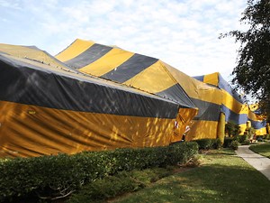 Damage Caused by Fumigation Process- Accurate Termite