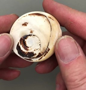 Big Shiva Eyes From Turbo Shells Cabochon Operculum of the Green Turbo Shell - Etsy Canada