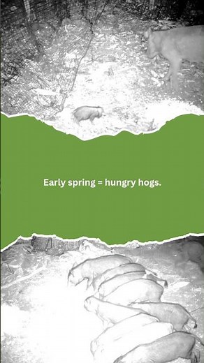 Early Spring = Hungry Hogs