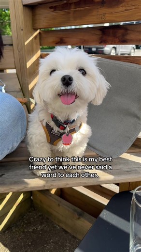 Heartwarming Friendship with a Maltese Puppy