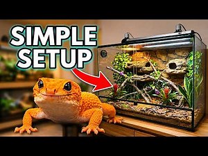 Everything You Need To Know About Leopard Gecko Care & Setup
