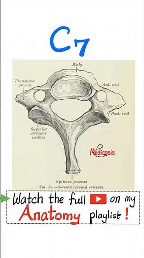 Anatomy of the Spine (Vertebral Column)...#surgery #anatomy #physiology #chiropractor #neckpain