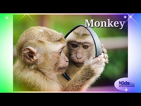 Easy to learn Monkey sounds + Kindergarten Preschool Learning educational for kids