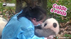 503K views · 35K reactions | Panda nanny's daily routine~ | iPanda | Facebook