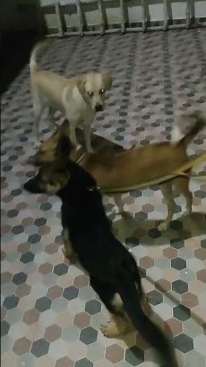 Pluto dog meet with Lebra dog