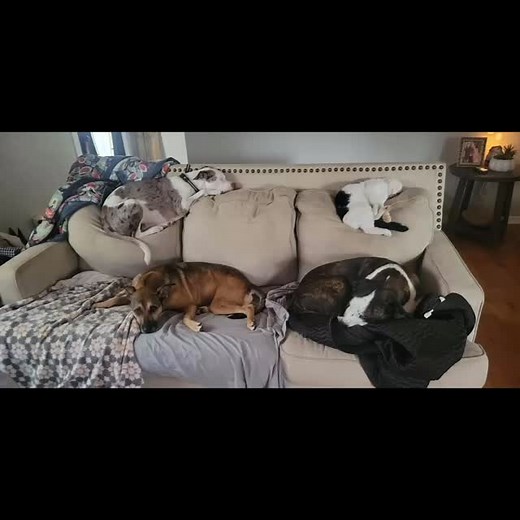 We all love a slow rainy day. My grand pups and my spoiled mainecoon sleeping this rainy day away. 🤣💕. #spoiledpets #spoiledpetsofinstagram #happypets #happypetsofinstagram #puppylove #doglife #lovemymainecoon #mainecooncat #mainecoonsofinstagram #catsrule | The Bohemian Crow