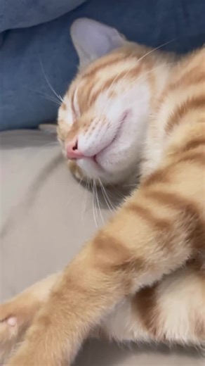 Adorable Kitten Sleep Talking Compilation