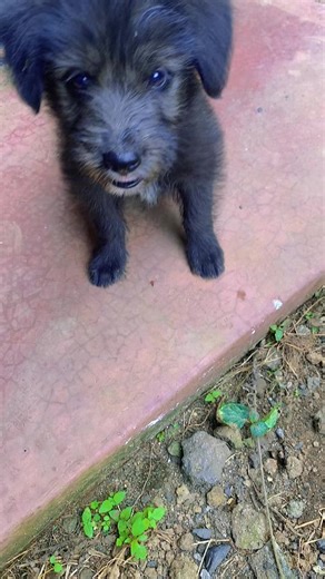 Engaging Dog Enrichment Ideas for Competitive Agility