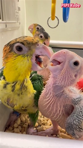 #シロハラインコグリーンタイツ ちゃん準備に育ています🎵