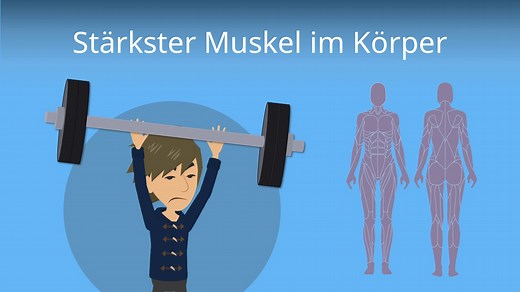 Stärkster Muskel im Körper • Welcher ist es?