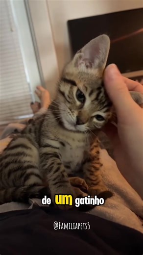 Cuidados com Gatos em Diferentes Fases da Vida