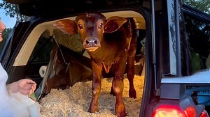 This baby buffalo only has eyes for one person - her new mom