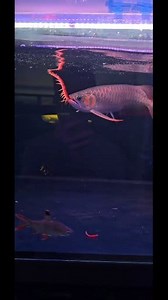 Interesting food Arowanafishfarm 👈 visit #reelsfacebook #usareels #arowana #australia #aquarium #usa #USAToday | Arowanafishfarm