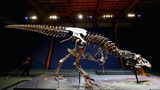 Why Did the T. Rex Have Such Puny Arms?