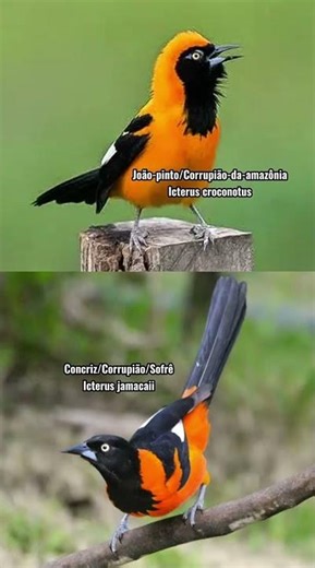Meet the João-pinto, the Amazonian Oriole (Icterus croconotus).
