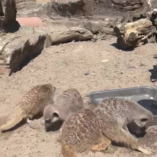 🕶️🌞Who’s jealous of our meerkats and their solar fountain? ☀️😎 Alex our mammal keeper provided some enrichment for them and we think it was a great success….. the keepers are also very jealous this week of it🤣 This is just one of the gift that we were sent from our Amazon wish list😇 📸 film courtesy of Alex😉 #meerkats #solarfountain #watersprinkler #animals #animalsofinstagram #meerkatsofi #meerkatsofinstagram #wishlist #summer #hothot #hothothot #heatwave #animalenrichment | Exmoor Zoo