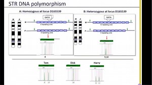来看STR如何通过毛细管电泳获得分型图谱…