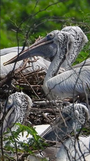 Rare Spot-Billed Pelican Nesting Colony Amazing Wildlife Moments