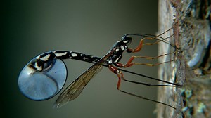 Wasp Deposits Parasitic Larvae Deep Inside Tree Trunk | Nature
