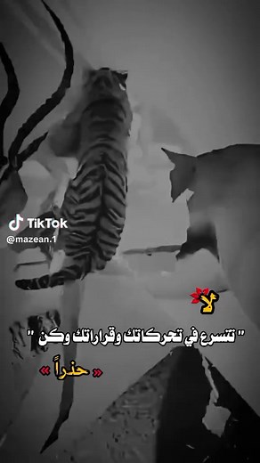 مساء الخير: دعوة لتبادل الأفكار والأجواء الرائعة