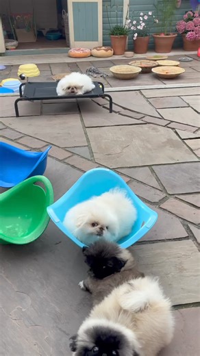 Biggiwigs Pekingese on Reels