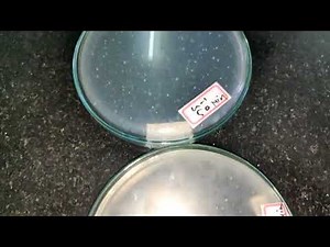 One step growth curve experiment result