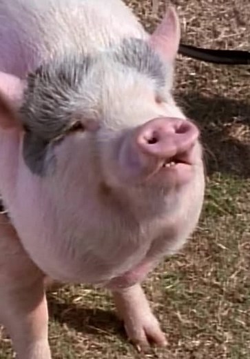 Mighty Morphin Power Rangers S01:E42 - A Pig Surprise