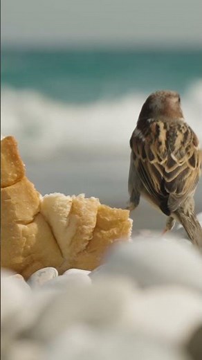 4k close up of a sparrow eating bread near sea. @pristineplanet4k #birds