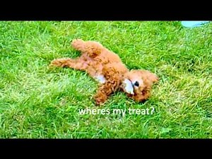 Melo- Meet Melo the marvelous cockapoo at 2 months doing tricks!