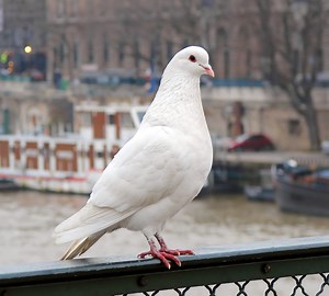10 Birds That Are WHITE in Michigan! (ID Guide)