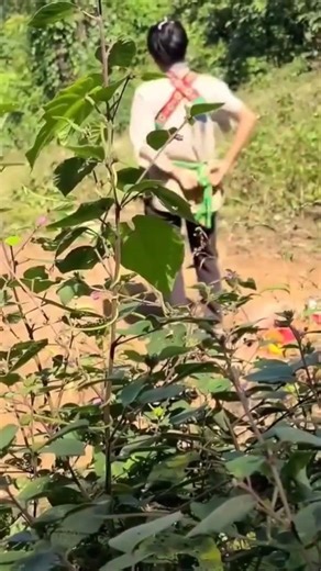 Walking Through Nature as Part of a Daily Routine