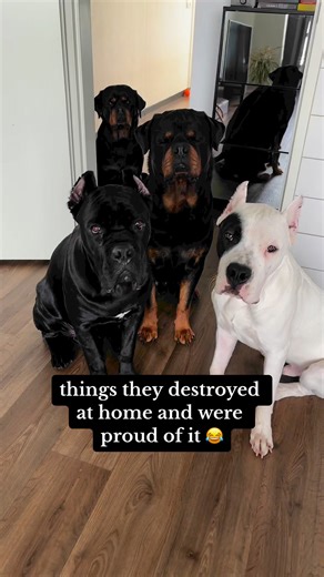 3M views · 55K reactions | best partners in crime #dogs #funnydogs #dogslife #rottweiler #canecorso #dogoargentino #partners | Gangrottie | Facebook