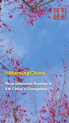 3K views · 20 reactions | Enjoy the breathtaking view of the blossoming red plum trees in Chongzhou, Sichuan Province. #MorningChina #ExploringChina #Travel #2024ChinaAgenda #Spring | China Plus America | Facebook